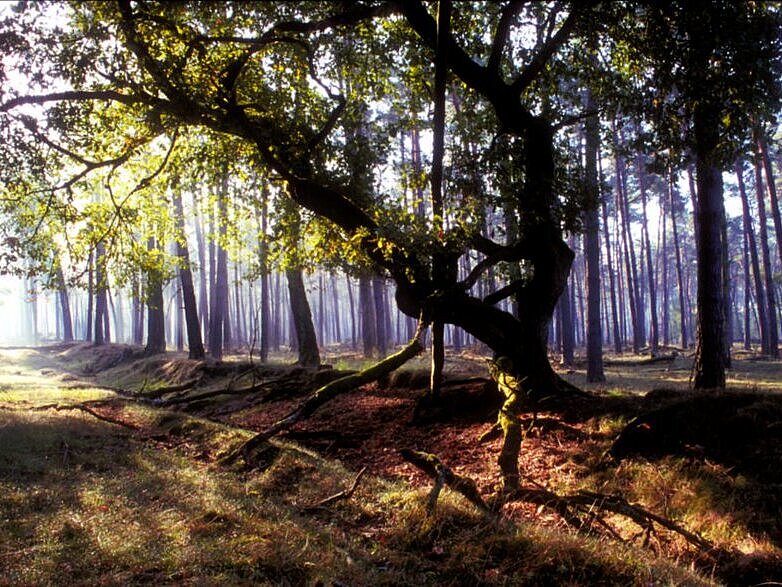 Solitäreiche im Naturschutzgebiet Üfter Mark im Grenzbereich der Kreise Recklinghausen, Wesel, Borken.